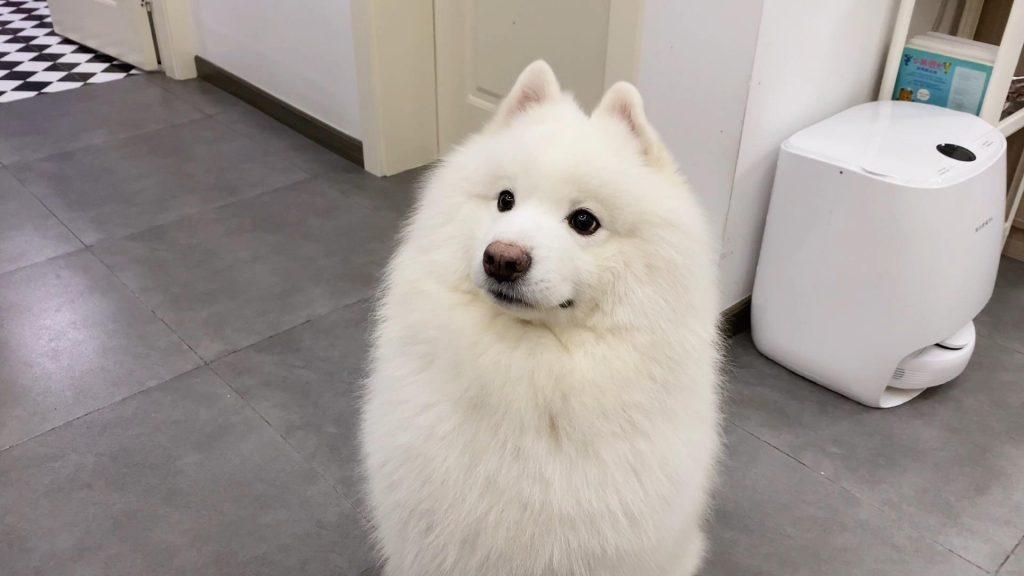 萨摩耶到底该怎么养?萨摩耶的饲养技巧(萨摩耶如何养好)(图1)