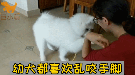 微笑天使也会咬人！3个月萨摩耶咬主人手脚，训犬师3招解决问题（萨摩耶玩的时候喜欢咬我）(图1)