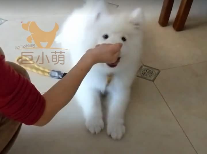 微笑天使也会咬人！3个月萨摩耶咬主人手脚，训犬师3招解决问题（萨摩耶玩的时候喜欢咬我）(图2)