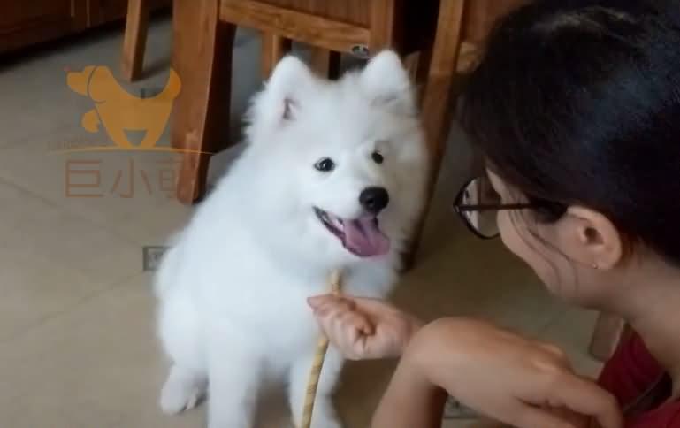 微笑天使也会咬人！3个月萨摩耶咬主人手脚，训犬师3招解决问题（萨摩耶玩的时候喜欢咬我）(图4)