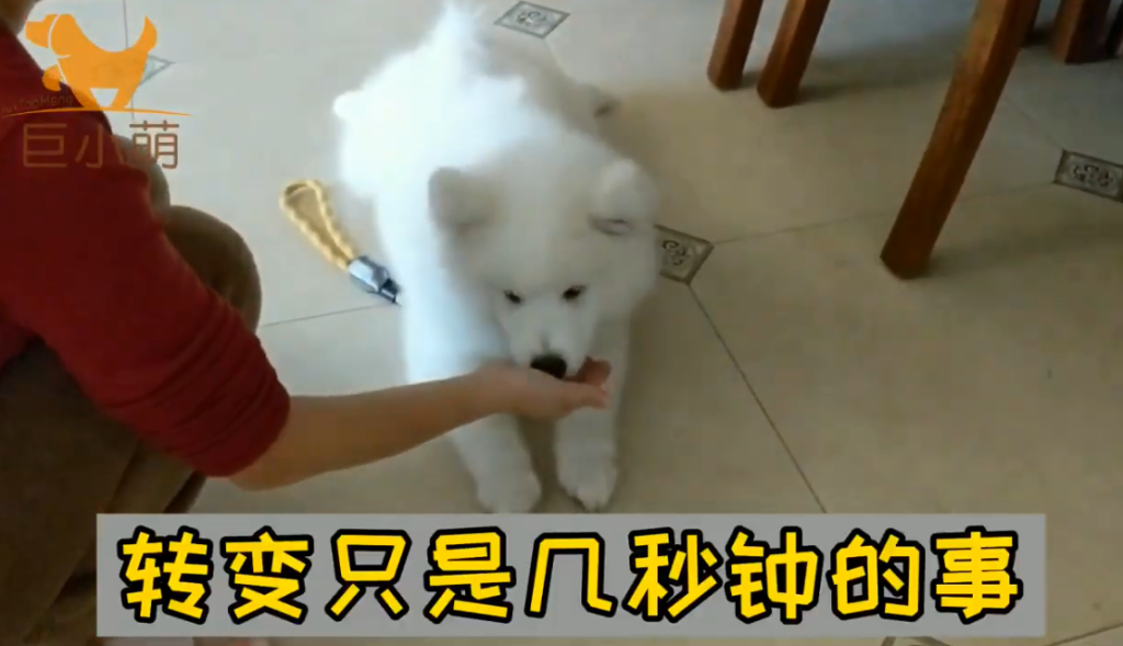 微笑天使也会咬人！3个月萨摩耶咬主人手脚，训犬师3招解决问题（萨摩耶玩的时候喜欢咬我）(图5)