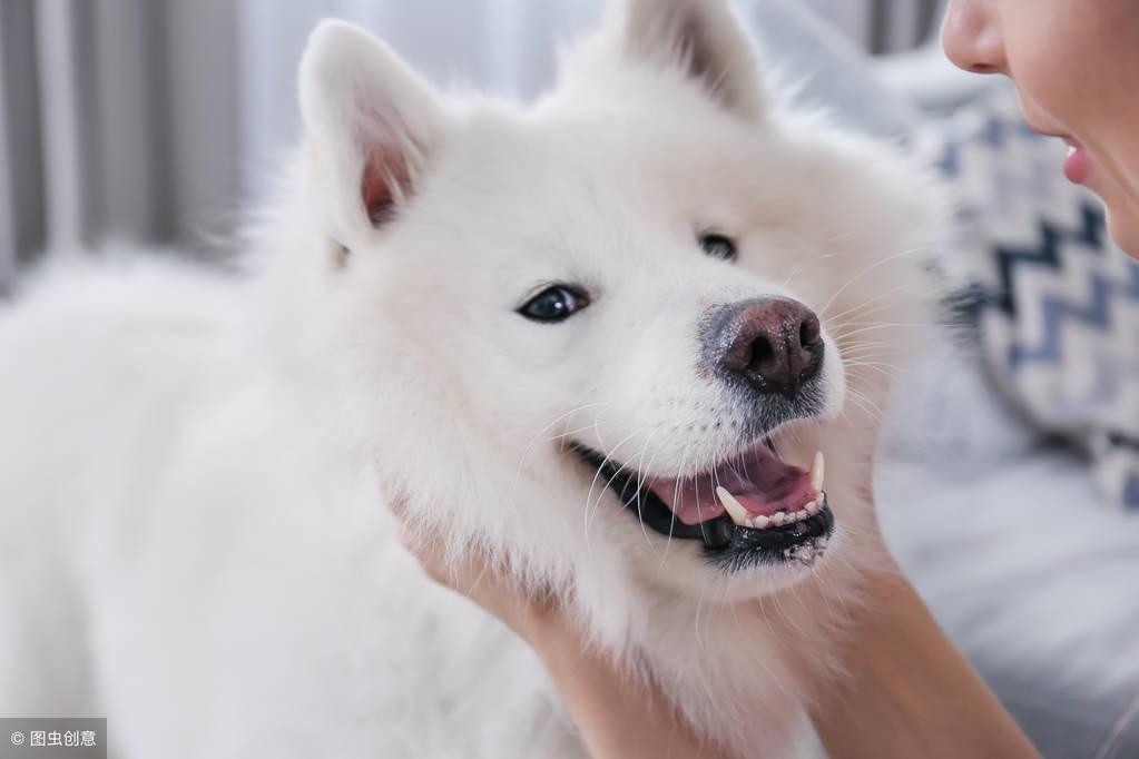 想要训练出优雅气质的萨摩耶，应该怎么训练？（想要训练出优雅气质的萨摩耶,应该怎么训练呢）(图1)