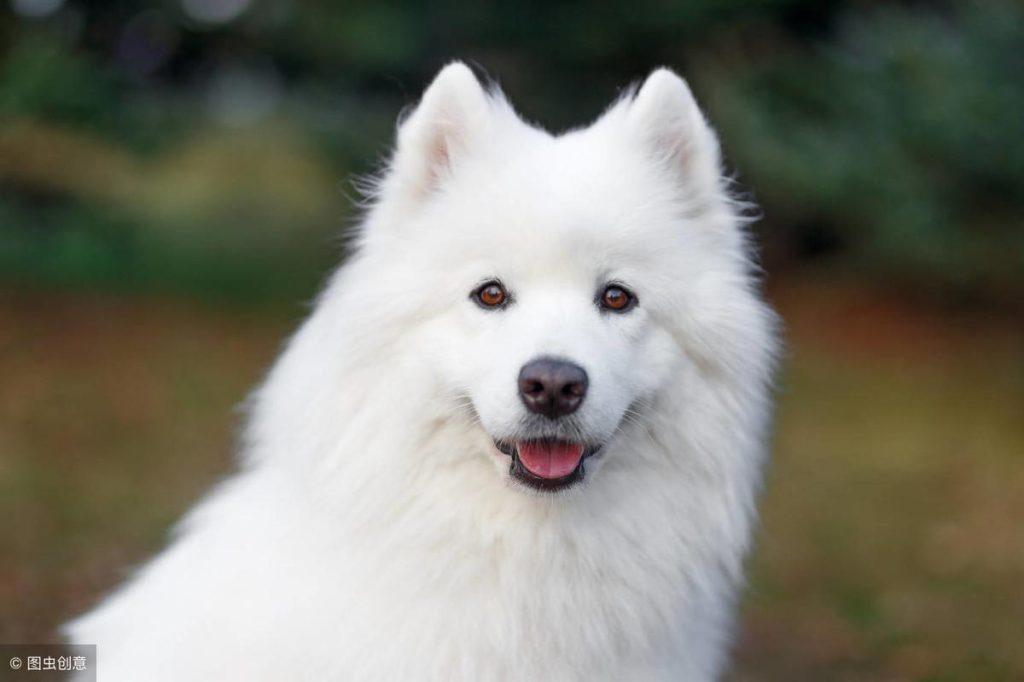 想要训练出优雅气质的萨摩耶，应该怎么训练？（想要训练出优雅气质的萨摩耶,应该怎么训练呢）(图2)