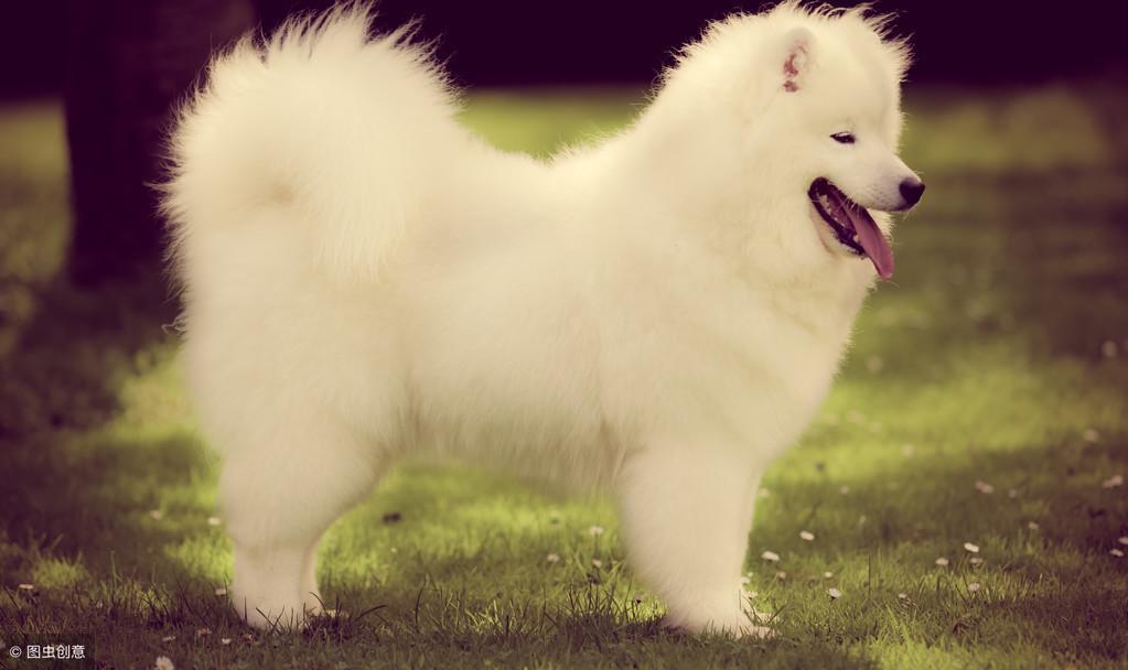 想要训练出优雅气质的萨摩耶，应该怎么训练？（想要训练出优雅气质的萨摩耶,应该怎么训练呢）(图3)