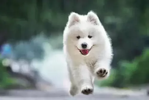 全球10大高颜值的狗狗，博美排第二，第一居然是它？（颜值超高的狗狗品种）(图1)