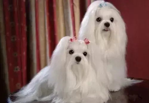 全球10大高颜值的狗狗，博美排第二，第一居然是它？（颜值超高的狗狗品种）(图5)