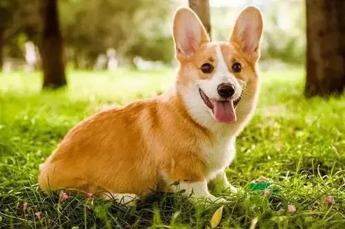 全球10大高颜值的狗狗，博美排第二，第一居然是它？（颜值超高的狗狗品种）(图8)