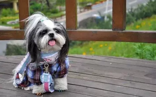 全球10大高颜值的狗狗，博美排第二，第一居然是它？（颜值超高的狗狗品种）(图7)