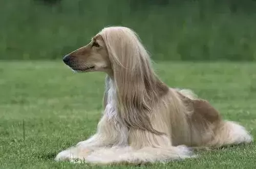 全球10大高颜值的狗狗，博美排第二，第一居然是它？（颜值超高的狗狗品种）(图10)