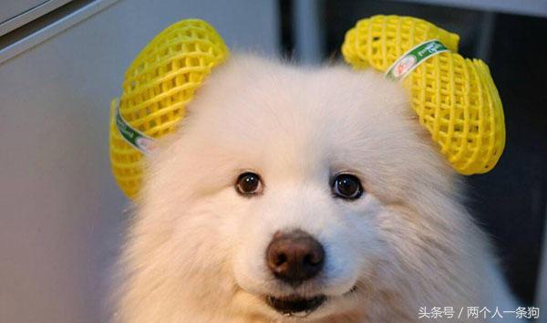 三个萨摩耶毛发保养的小诀窍，毛又白又蓬松（萨摩耶怎么养毛发会越来越茂盛）(图3)