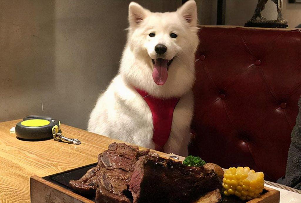 萨摩耶太瘦吃什么食物才胖？（萨摩耶瘦了吃什么补身体）(图2)