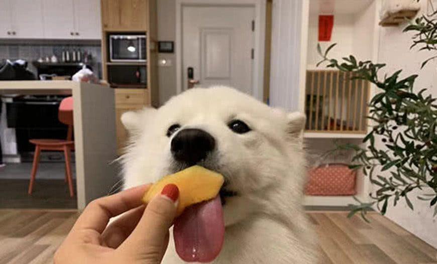 萨摩耶太瘦吃什么食物才胖？（萨摩耶瘦了吃什么补身体）(图5)