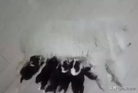 萨摩万万没想到，自己竟生出一窝全是小黑狗（萨摩耶和黑狗生的小狗）(图2)