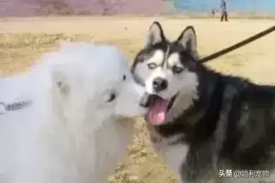 萨摩万万没想到，自己竟生出一窝全是小黑狗（萨摩耶和黑狗生的小狗）(图1)