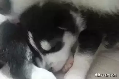 萨摩万万没想到，自己竟生出一窝全是小黑狗（萨摩耶和黑狗生的小狗）(图3)