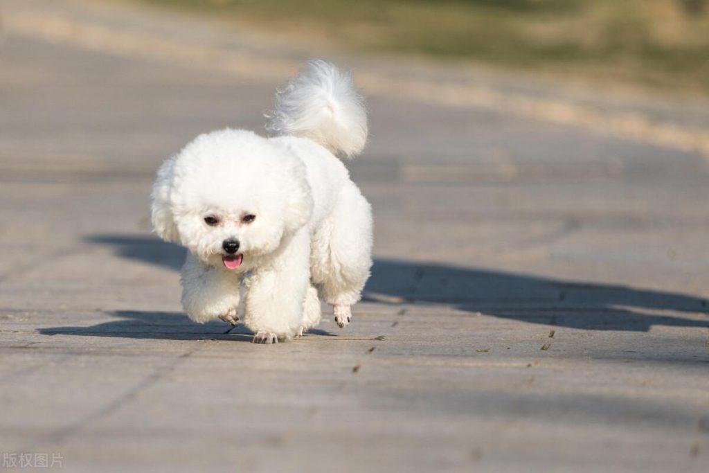 狗狗为什么会流口水？（狗狗为什么会流很多口水）(图1)