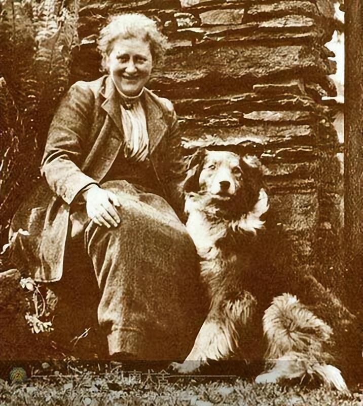 边牧各种颜色怎么生？边牧毛色的“遗传密码”（边牧所有颜色）(图1)