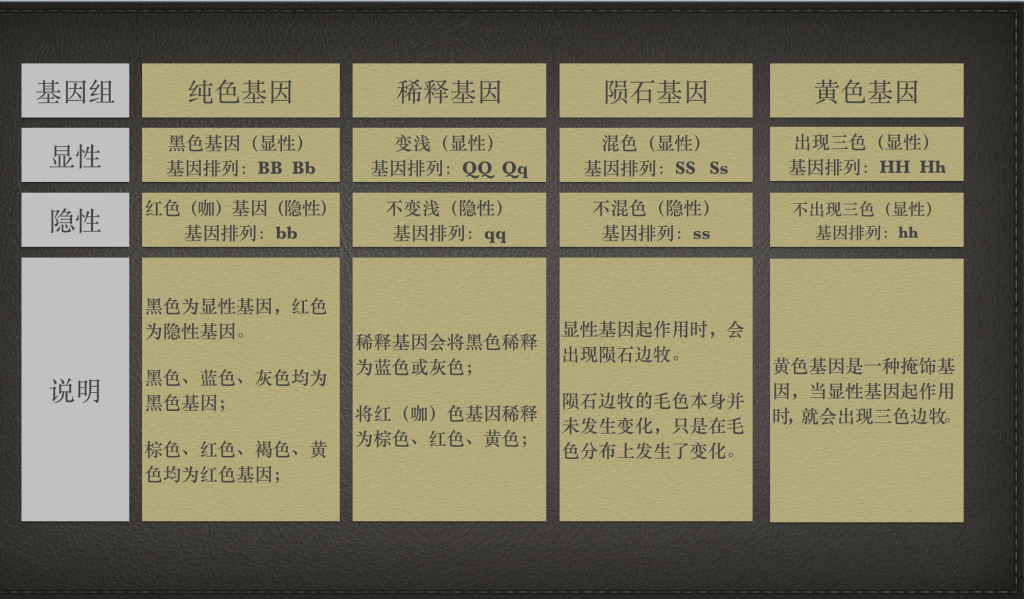 边牧各种颜色怎么生？边牧毛色的“遗传密码”（边牧所有颜色）(图3)