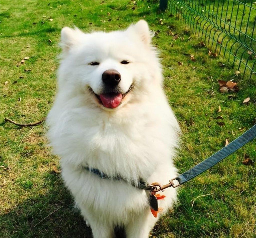 纯种萨摩耶才有的6个特征，你家狗纯吗？（纯种的萨摩耶和不纯种的萨摩耶有什么不同）(图2)