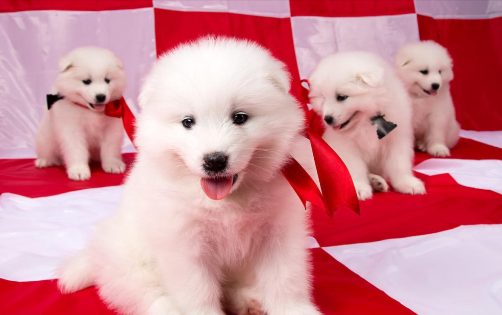 纯种萨摩耶才有的6个特征，你家狗纯吗？（纯种的萨摩耶和不纯种的萨摩耶有什么不同）(图1)