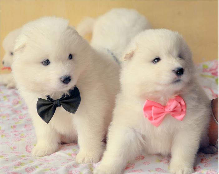 纯种萨摩耶才有的6个特征，你家狗纯吗？（纯种的萨摩耶和不纯种的萨摩耶有什么不同）(图4)