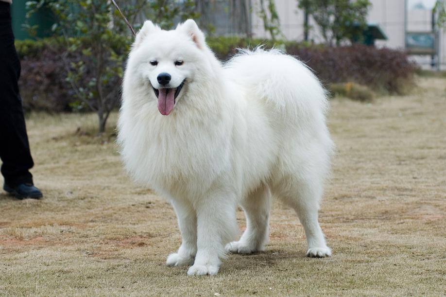 纯种萨摩耶才有的6个特征，你家狗纯吗？（纯种的萨摩耶和不纯种的萨摩耶有什么不同）(图5)
