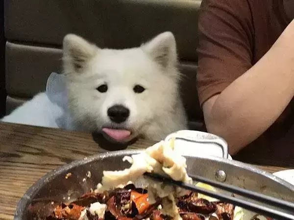 萨摩耶学会三点拒食方法，让爱犬避免吃坏肚子！（萨摩耶拒食训练）(图1)