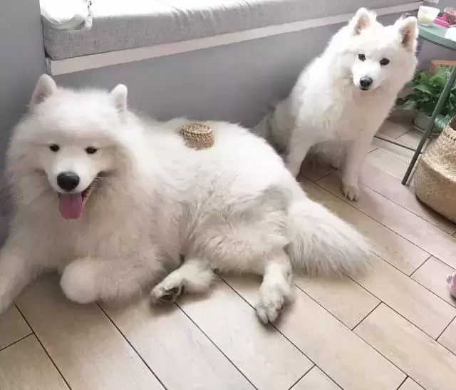 萨摩耶学会三点拒食方法，让爱犬避免吃坏肚子！（萨摩耶拒食训练）(图3)