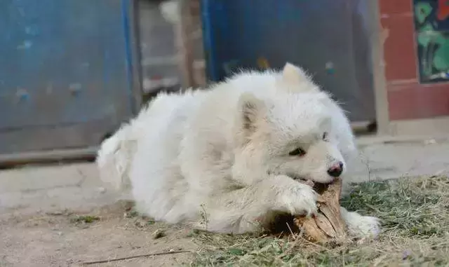 萨摩耶学会三点拒食方法，让爱犬避免吃坏肚子！（萨摩耶拒食训练）(图4)