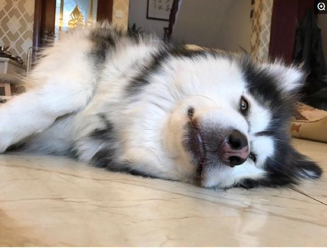 狗狗“呜呜叫”的行为，有这几种含义，一般人都不懂（狗狗呜呜叫的声音）(图7)