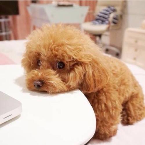 狗狗“呜呜叫”的行为,有这几种含义,一般人都不懂(狗狗呜呜叫的声音)(图6)