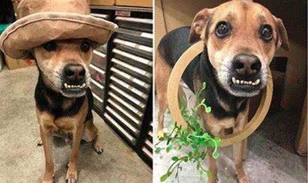 狗狗“呜呜叫”的行为,有这几种含义,一般人都不懂(狗狗呜呜叫的声音)(图5)