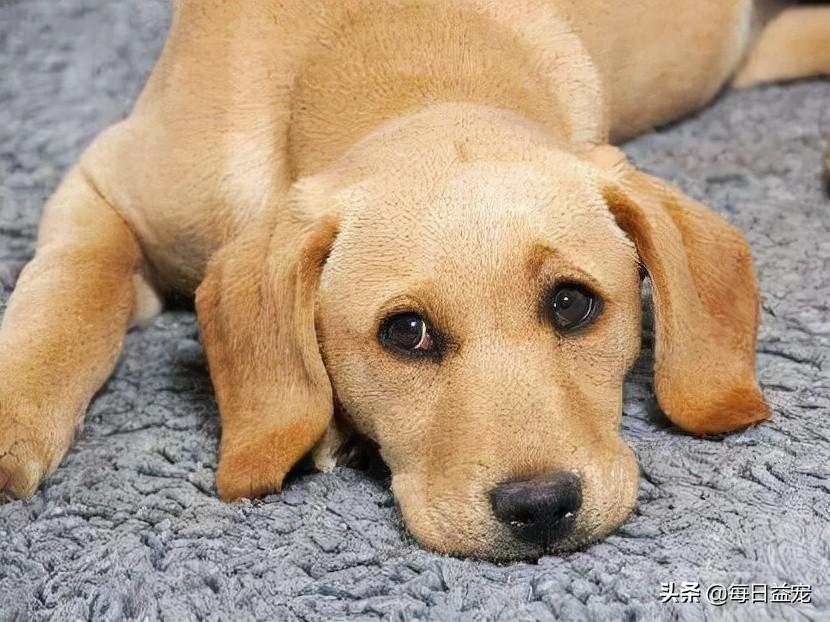 怎么判断狗狗的年龄,看这4个地方,再也不怕被骗了(如何判断狗的年龄段)(图1)