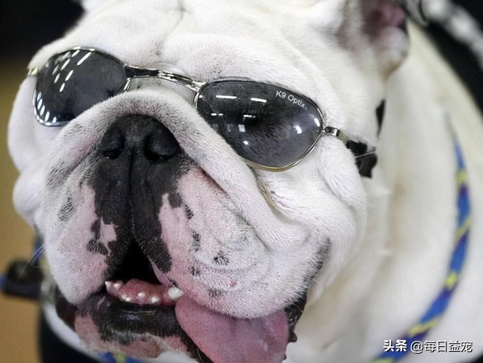 怎么判断狗狗的年龄，看这4个地方，再也不怕被骗了（如何判断狗的年龄段）(图4)