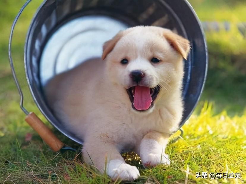 怎么判断狗狗的年龄，看这4个地方，再也不怕被骗了（如何判断狗的年龄段）(图5)