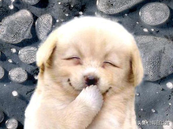 怎么判断狗狗的年龄，看这4个地方，再也不怕被骗了（如何判断狗的年龄段）(图6)