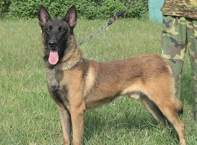 马犬养护全步骤（马犬怎样喂养更合适）(图2)