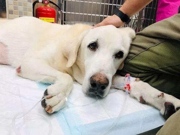 拉布拉多犬偏瘦是怎么回事？（拉布拉多犬偏瘦是怎么回事呀）(图2)