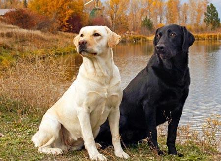 超多人养拉布拉多,但这狗狗有一缺点,主人表示心累(养一只拉布拉多犬是什么感受?)(图3)