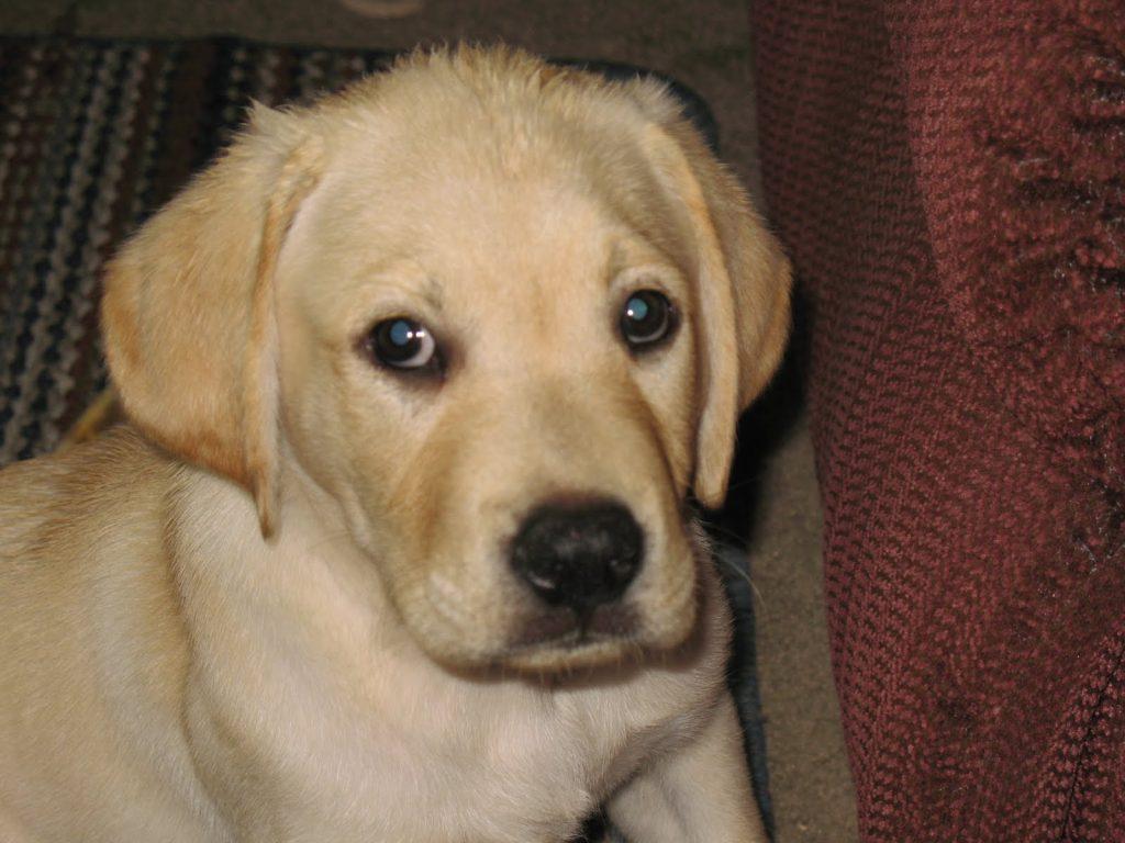 超多人养拉布拉多，但这狗狗有一缺点，主人表示心累（养一只拉布拉多犬是什么感受?）(图5)