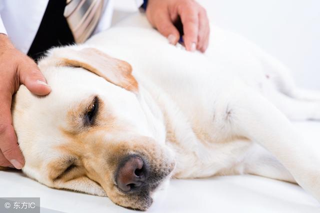 拉布拉多犬“偏瘦”的几大原因，你还不知道吧（拉布拉多很瘦是什么原因）(图2)
