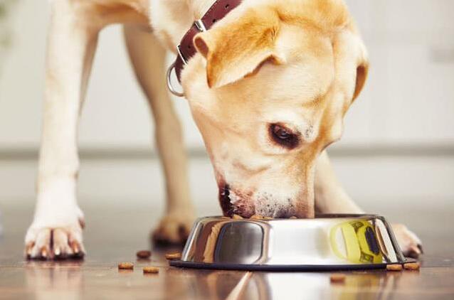 拉布拉多犬“偏瘦”的几大原因，你还不知道吧（拉布拉多很瘦是什么原因）(图4)