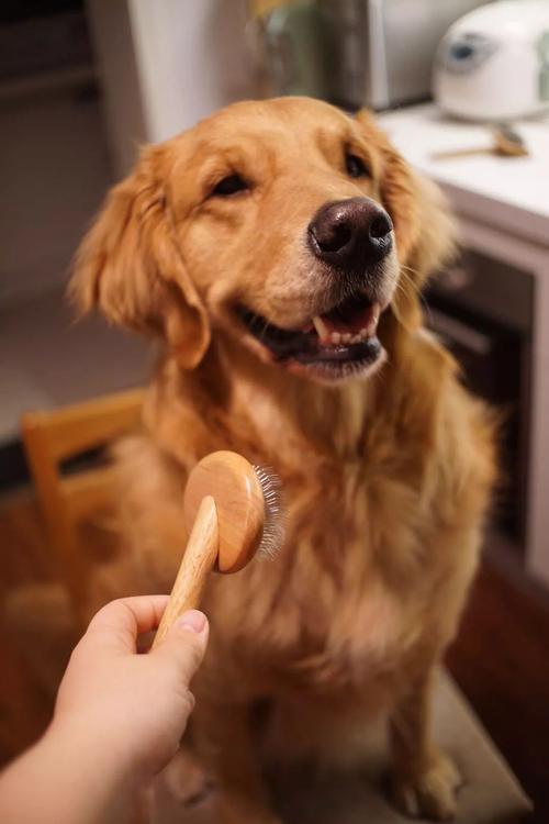 狗狗毛发为什么会掉色？固色只需要4个妙招！（狗狗毛发为什么会变色）(图3)