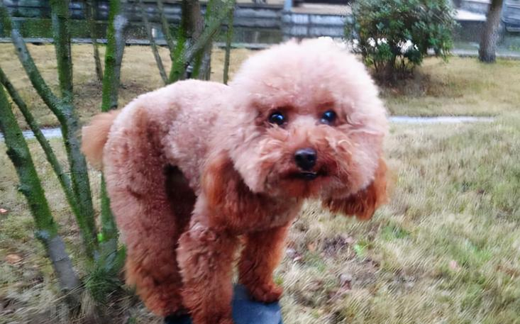 狗狗毛发为什么会掉色？固色只需要4个妙招！（狗狗毛发为什么会变色）(图2)