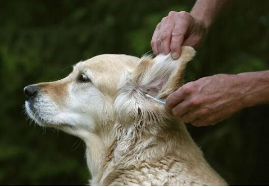 金毛犬很臭怎么办？教你6个小妙招，简单祛臭（金毛太臭怎么办）(图3)