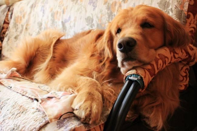 金毛犬很臭怎么办?教你6个小妙招,简单祛臭(金毛太臭怎么办)(图1)