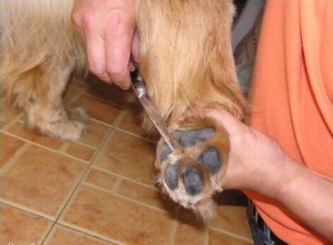 金毛犬很臭怎么办?教你6个小妙招,简单祛臭(金毛太臭怎么办)(图5)