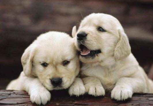 金毛犬很臭怎么办?教你6个小妙招,简单祛臭(金毛太臭怎么办)(图4)