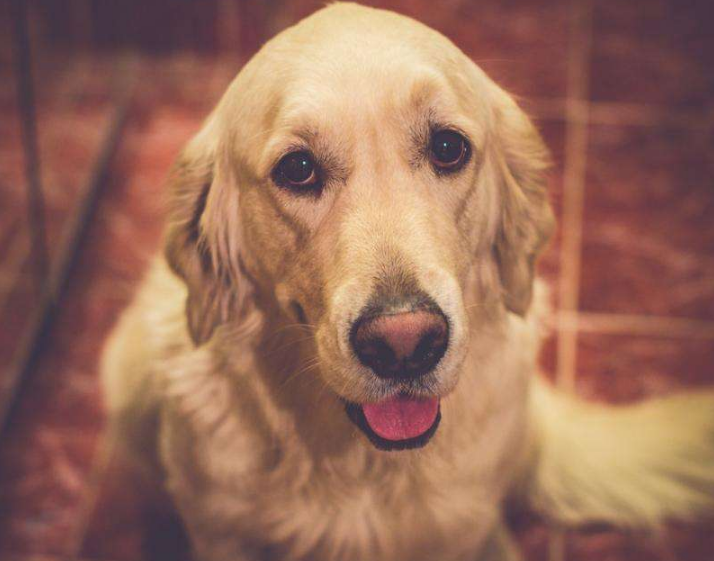 金毛犬很臭怎么办?教你6个小妙招,简单祛臭(金毛太臭怎么办)(图7)