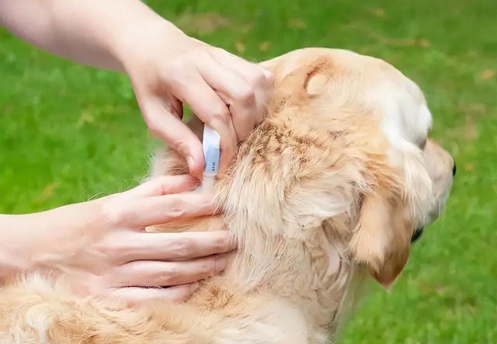 城市里狗狗死了咋处理？你还在找山“埋起来”吗？（城市养的宠物狗死了通常怎么处理）(图3)